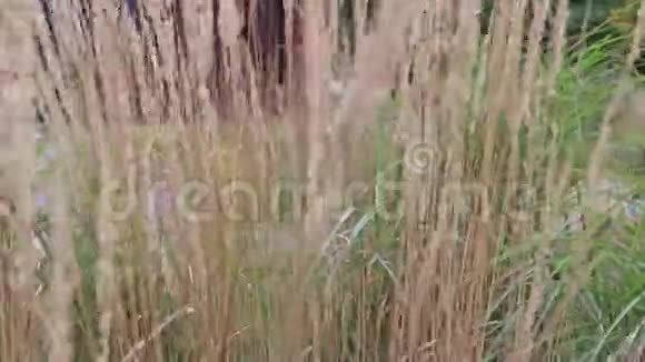 干燥的禾本科植物前景上的芦苇草在秋天随风摆动视频的预览图
