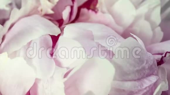 美丽的粉红色牡丹背景盛开的牡丹花开放时光流逝特写婚礼背景情人节视频的预览图