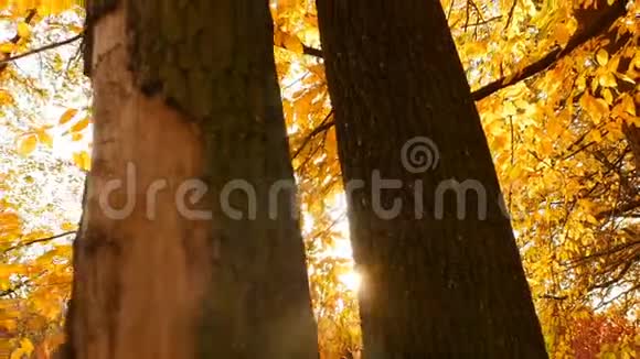 秋天的黄色森林明亮的阳光照在树上相机在运动视频的预览图