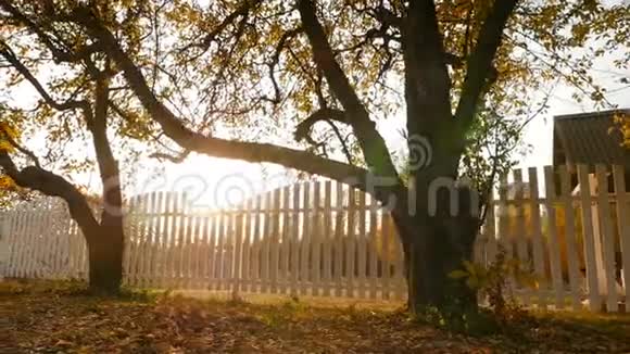 秋天美丽的城市公园明亮的阳光相机在运动视频的预览图