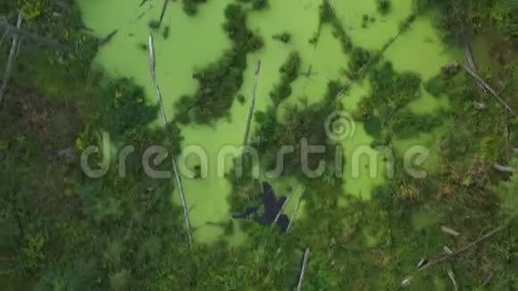 森林中神秘的绿色沼泽视频的预览图