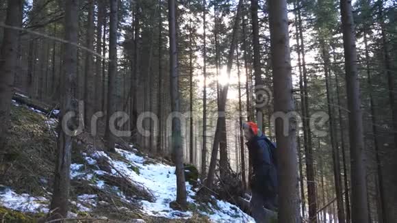 背着背包的男游客走在松林坡上背景是阳光年轻的背包客上去视频的预览图