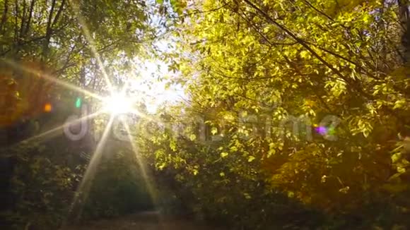 太阳光线穿过树木视频的预览图