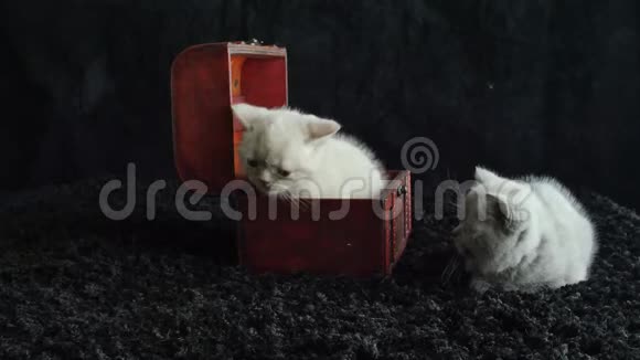 一只装在木箱里的英国北方紫丁香小猫视频的预览图