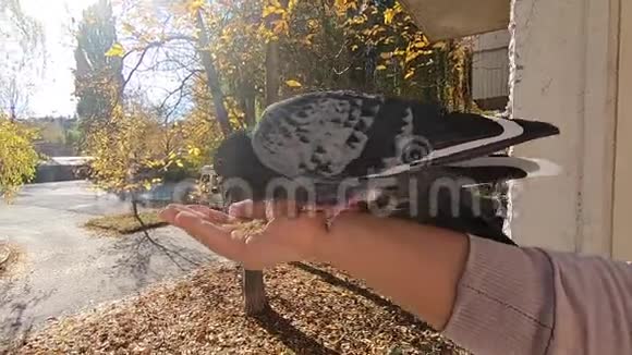 女孩在阳光明媚的秋日喂一只鸽子鸽子就坐在她的手上视频的预览图