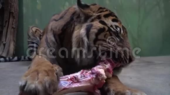 老虎在动物园里吃新鲜的红肉视频的预览图
