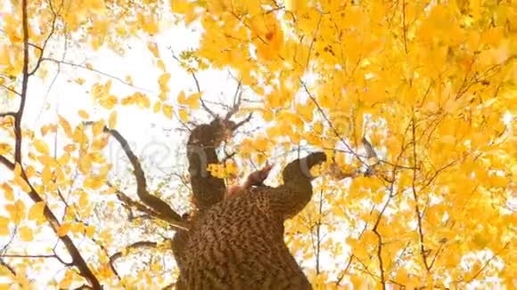 红松鼠坐在树上吃坚果秋天的森林有黄叶相机在运动视频的预览图