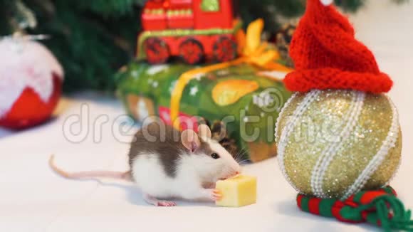靠近河鼠在圣诞树旁吃奶酪视频的预览图