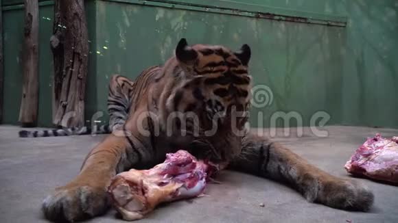老虎在动物园里吃新鲜的红肉视频的预览图