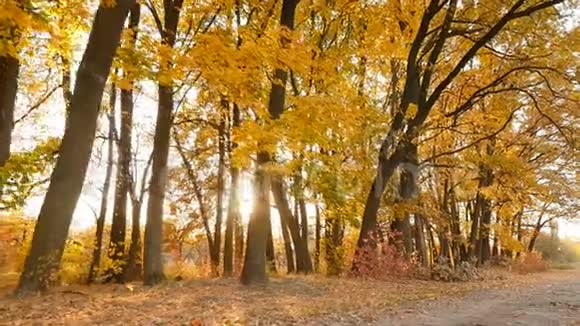 秋林中风景如画耀眼的阳光相机在运动视频的预览图