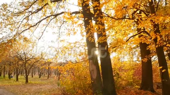 秋林中阳光灿烂五颜六色的景观有黄色的树木相机在运动视频的预览图