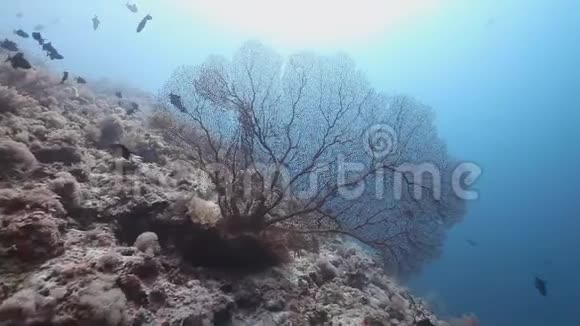 雷昂莱昂岛的戈戈尼亚海鲜视频的预览图