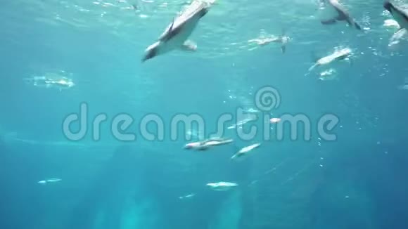 加拉帕戈斯企鹅潜入水中到达深处白天水下拍摄自然采光绿松石视频的预览图
