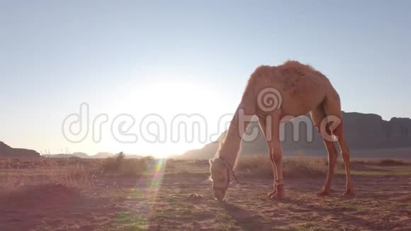 在瓦迪鲁姆沙漠的岩石背景下骆驼在峡谷的中央行走视频的预览图