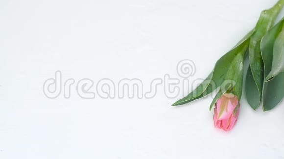 粉红色盛开的郁金香躺在潮湿的白色桌子上一束鲜花视频的预览图