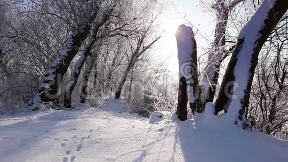 冬天公园里下雪树木被雪覆盖动作缓慢视频的预览图