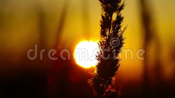 小麦在黎明日落慢动作视频的预览图