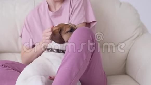 爱动物的概念快乐的女人在家里的沙发上抚摸她的杰克罗素猎犬视频的预览图