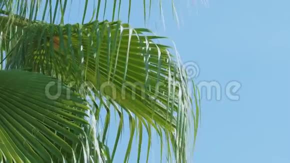 华盛顿棕榈叶在蓝天背景上视频的预览图