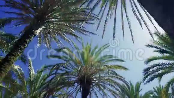 热带海岸的棕榈树视频的预览图