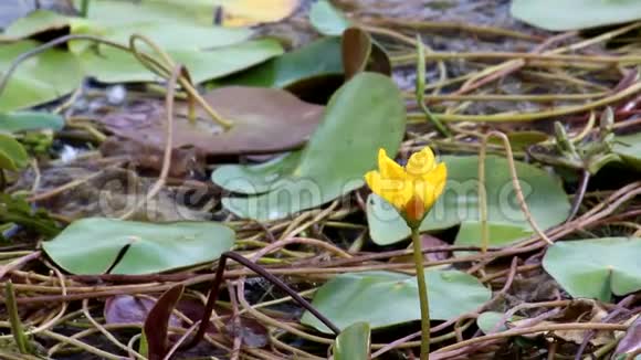 水上百合花视频的预览图