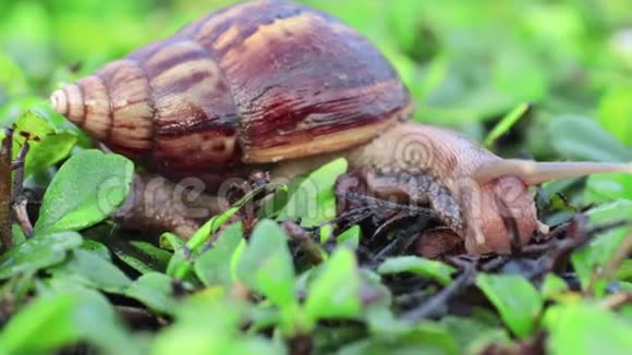 早晨在绿叶上吃蜗牛视频的预览图
