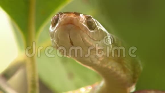 棕树蛇脸视频的预览图