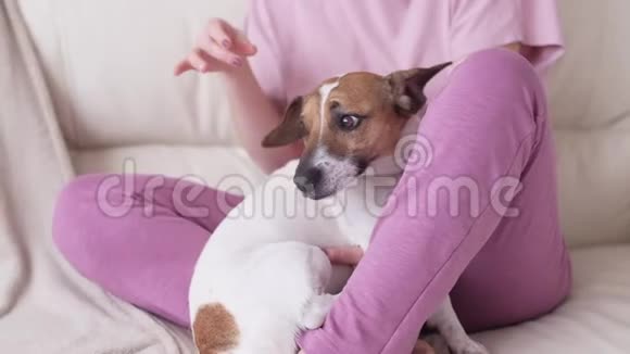 宠物家庭和友谊的概念幸福的女人在客厅的沙发上抚摸她的狗视频的预览图