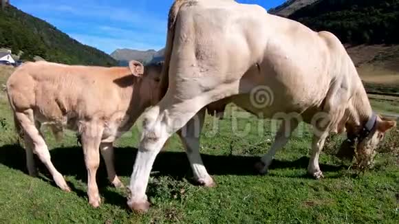 牛和牛犊小牛喝牛奶视频的预览图