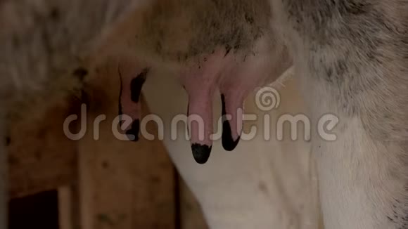 奶牛的乳房闭合视频的预览图