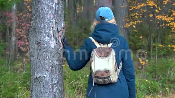 一个身材苗条的漂亮女人背着一个背包戴着一顶帽子走在秋天的森林里在桦树和枞树之间视频的预览图