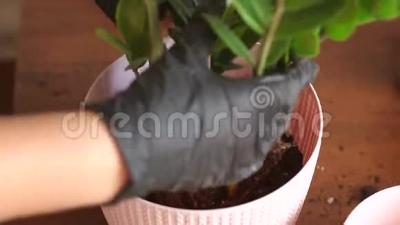女人的手把植物移植到一个新的罐子里视频的预览图