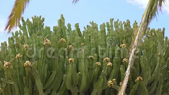 西班牙特内里费岛野生的美丽仙人掌大植物视频的预览图