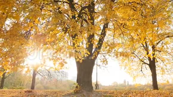 美丽的秋景阳光透过树叶照射进来慢动作视频的预览图