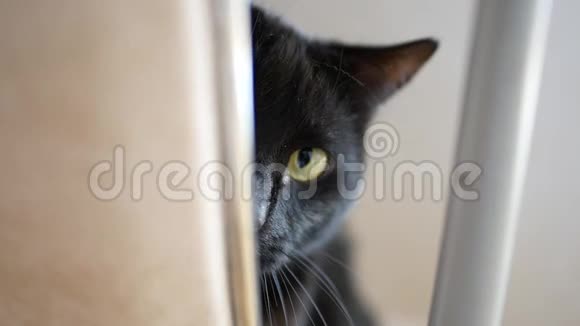 一只漂亮的黑猫坐在椅子上看着相机视频的预览图