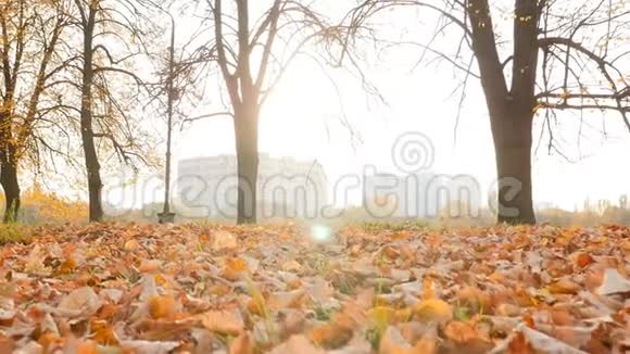 秋天公园里美丽的风景明亮的阳光黄叶10152019乌克兰基辅VDNH视频的预览图