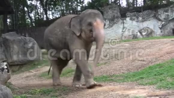 清迈动物园的印度大象泰国视频的预览图