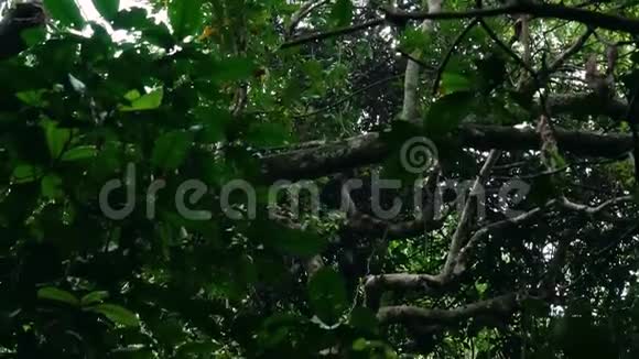 野猴黑猩猩与婴儿攀援在非洲雨林的树木上视频的预览图