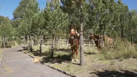 马在树间休息视频的预览图