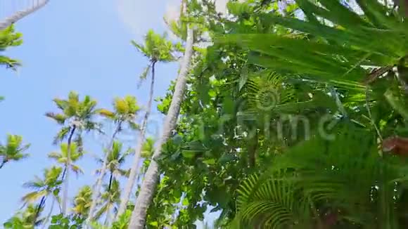 穿过棕榈树向上移动视频的预览图