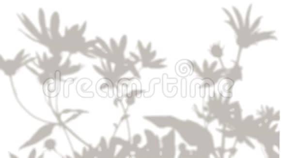 白色背景上雏菊花影的运动一个活生生的影子黑白照片视频的预览图
