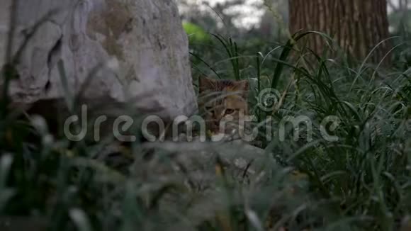 猫在公园的高草里吃东西视频的预览图