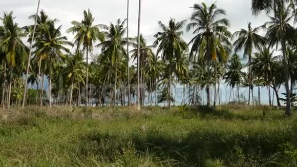 海边的棕榈树阳光明媚的一天泰国海滩上的椰子棕榈树和绿草热带种植视频的预览图