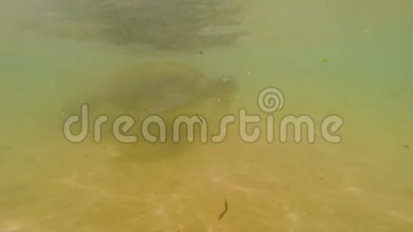 海龟在水里海上生活视频的预览图