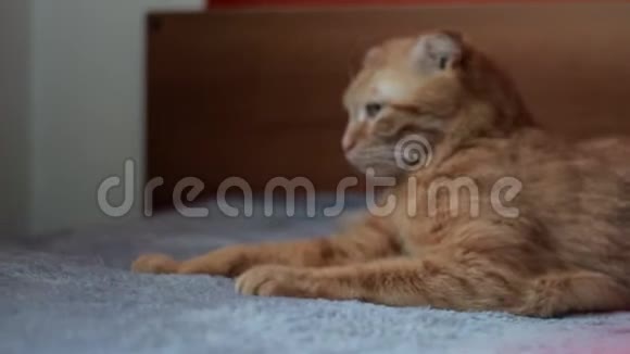 姜猫伸展视频的预览图
