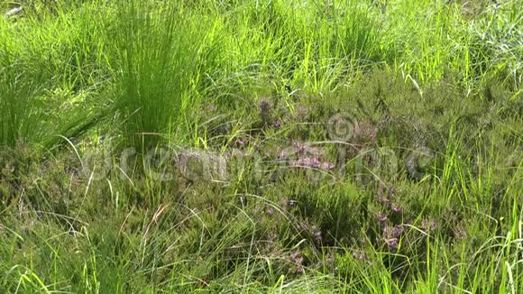 德国奥德泰希的哈兹山地荒野自然景观区绿色开花草植物视频的预览图
