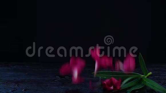 许多粉红色的花慢慢地落在黑色的木地板上黑色背景视频的预览图