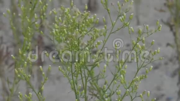 野生植物很容易在风中移动视频的预览图