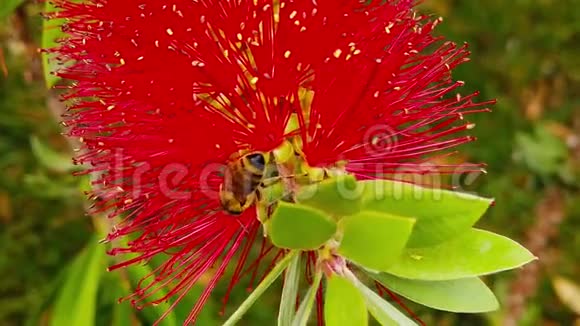蜂蜜蜜蜂蜜蜂飞昆虫蜘蛛阿皮走搜索花粉收集起飞起飞起飞着陆视频的预览图