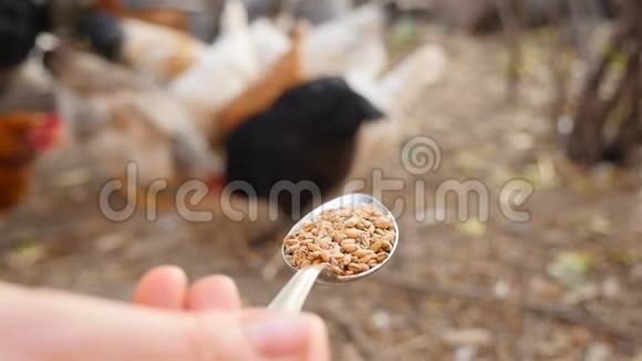 用一勺小麦喂鸡慢动作特写视频的预览图